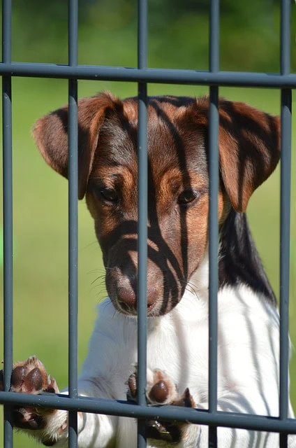 dog behind bars dangerous dog act, are you falling short of the law.